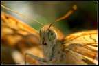 Farfalla