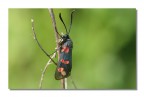 Zygaena filipendulae