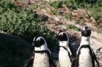 Scattata in Sud Africa nella penisola del capo