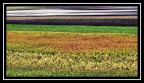 field