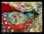 Un grosso polpo fotografato sui fondali della splendida Linosa.

Pareri e critiche sempre ben accetti.

Grazie
    Andrea