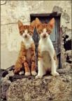 gemelli diversi