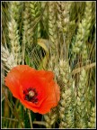 Petali e spighe