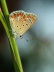 Farfalla