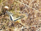 Farfallina