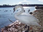 cigno cigno