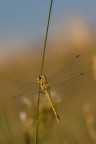 dorata