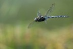 Libellula in Volo