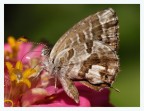 Cacyreus marshalli