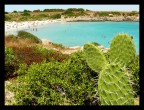 mare, sole e....spine