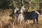 Queste meravigliose zebre ci guardaivano, chissa se erano interessate a qualcuno di noi in particolare!!!!!