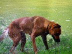Cane