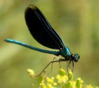Libellula
