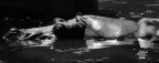 Hippo