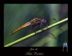 libellula 2