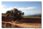 Colfiorito
