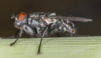 A annoying fly
