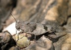 Cavalletta mimetica