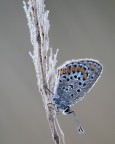 mezz'ora dopo l'alba