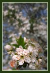 E' scoppiata la primavera!!!!