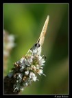 Farfalla2 Pollino