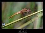 libellula 4 libellula 4