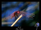 libellula 7