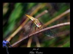 libellula 2