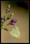 Farfalla appesa