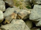 ...Kiss.....