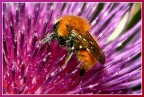 esplosione di pollini e colori