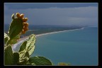 fichi d'india