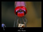 libellula 11