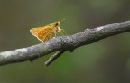 Piccola e fragile