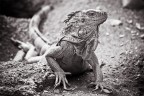 Iguana che si muove circospetta ...

Che ne pensate di questa foto e del suo postwork in b/n?
Commenti e critiche ovviamente sempre ben accetti.

Ciao