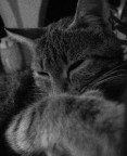 Mr cat