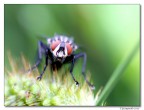 mosca