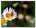 un fiore per 2