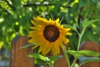 Girasole HDR