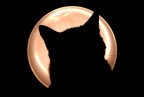 Gatto contro &quot;luna&quot;