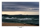 Canne al vento