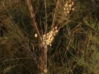 Uno strano albero!
