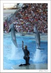 Delfini