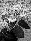 una rosa per te