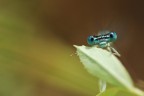 Piccoli Occhi Blu