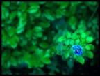 nel giardino del re / cresce il frutto del peccato / ma le lacrime di una fanciulla / senza speranza / hanno trasformato ci che era rosso / in blu