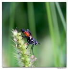 Cylindromyia pilipes