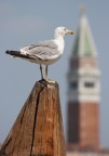 Gabbiano veneziano