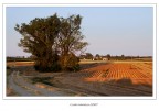 Il viottolo... e l'albero