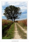 I due alberi......